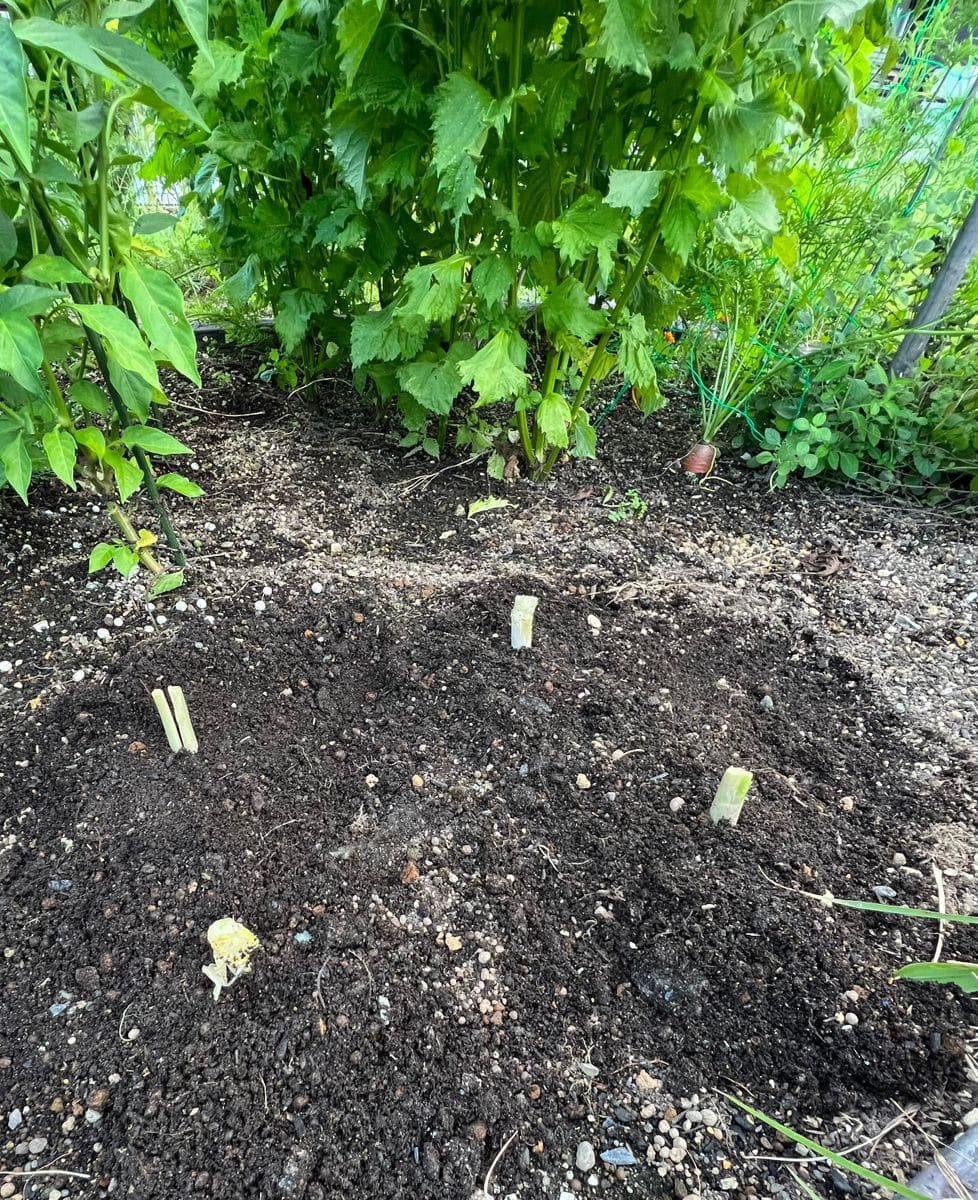 秋野菜、何を植えたらよいのやら