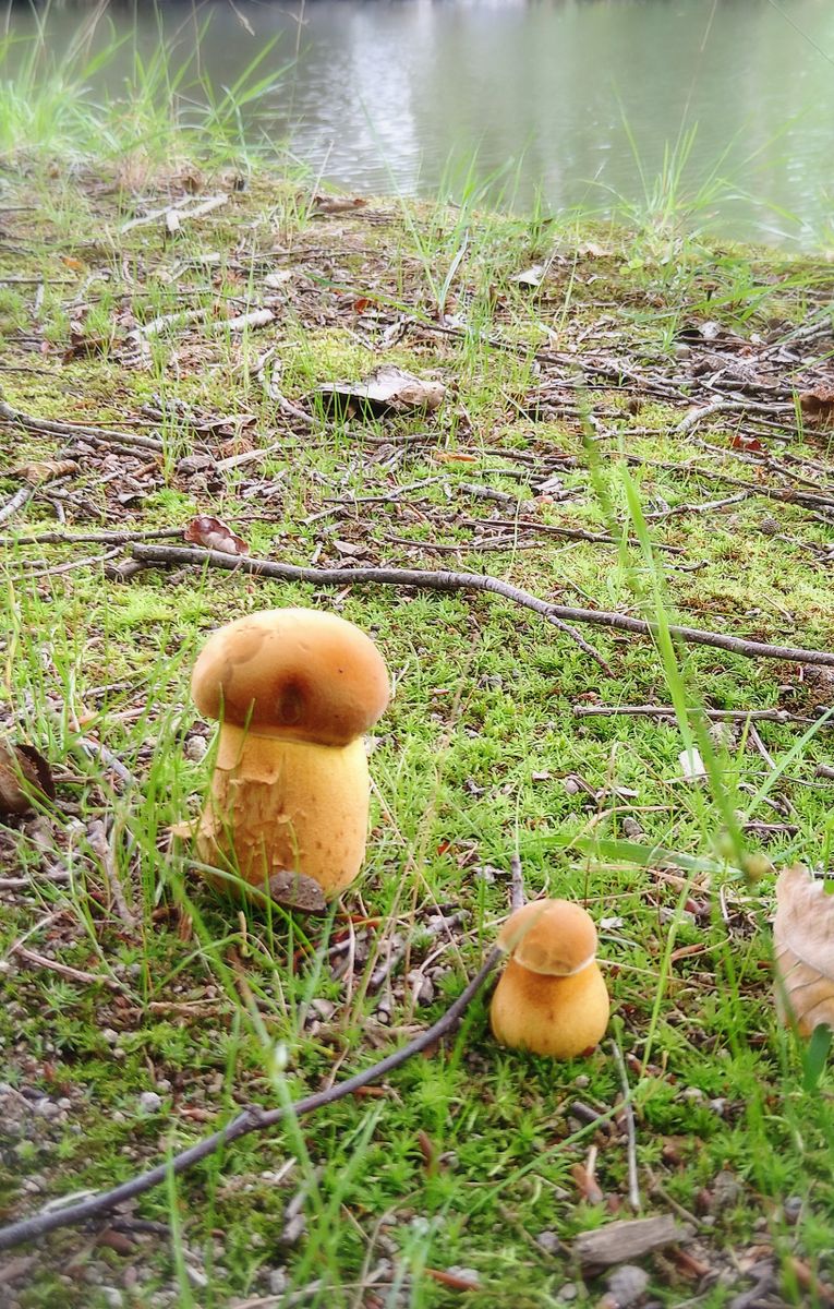 出かけた先で見かけたキノコ🍄