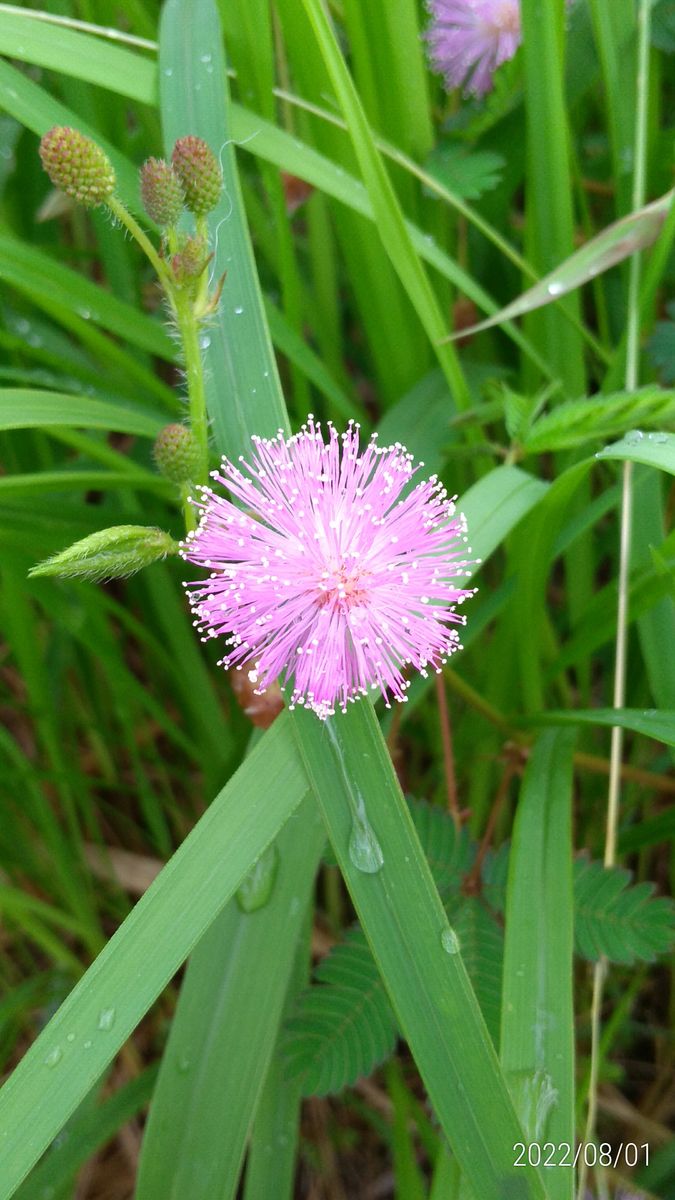 沖縄花便り