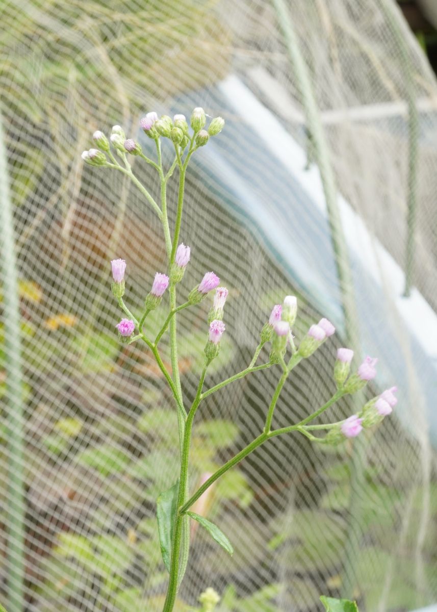 これってボロ菊？