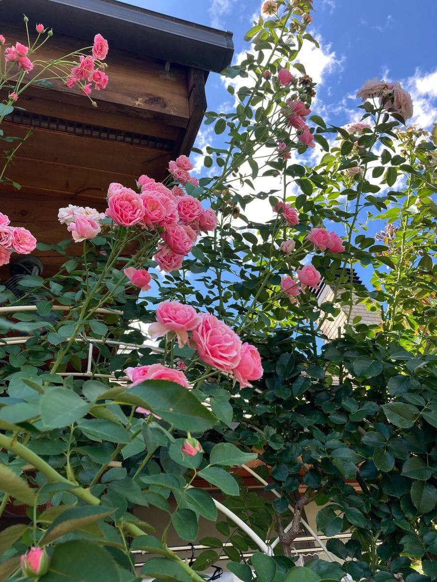 洛西の園芸店にて