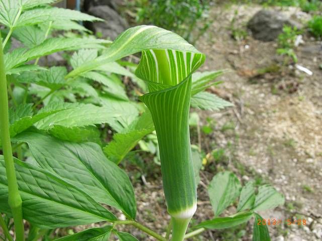 野草の花２２