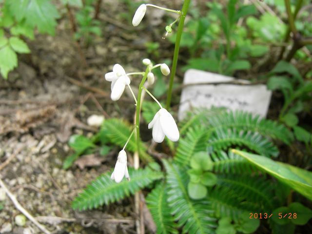 野草の花２２