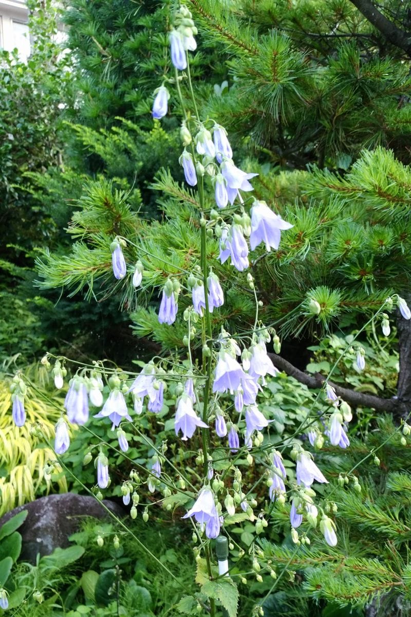 ✨夏の山野草🎶②