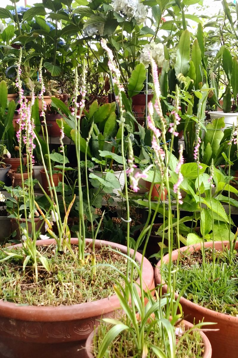 ✨夏の山野草🎶②