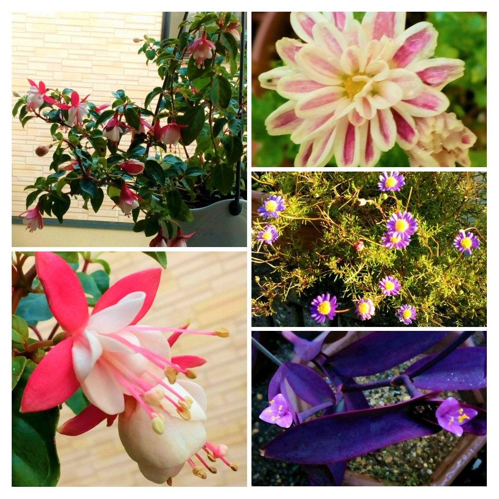 元気が出る花と 癒されるひと時 園芸日記byトム マグノリア みんなの趣味の園芸