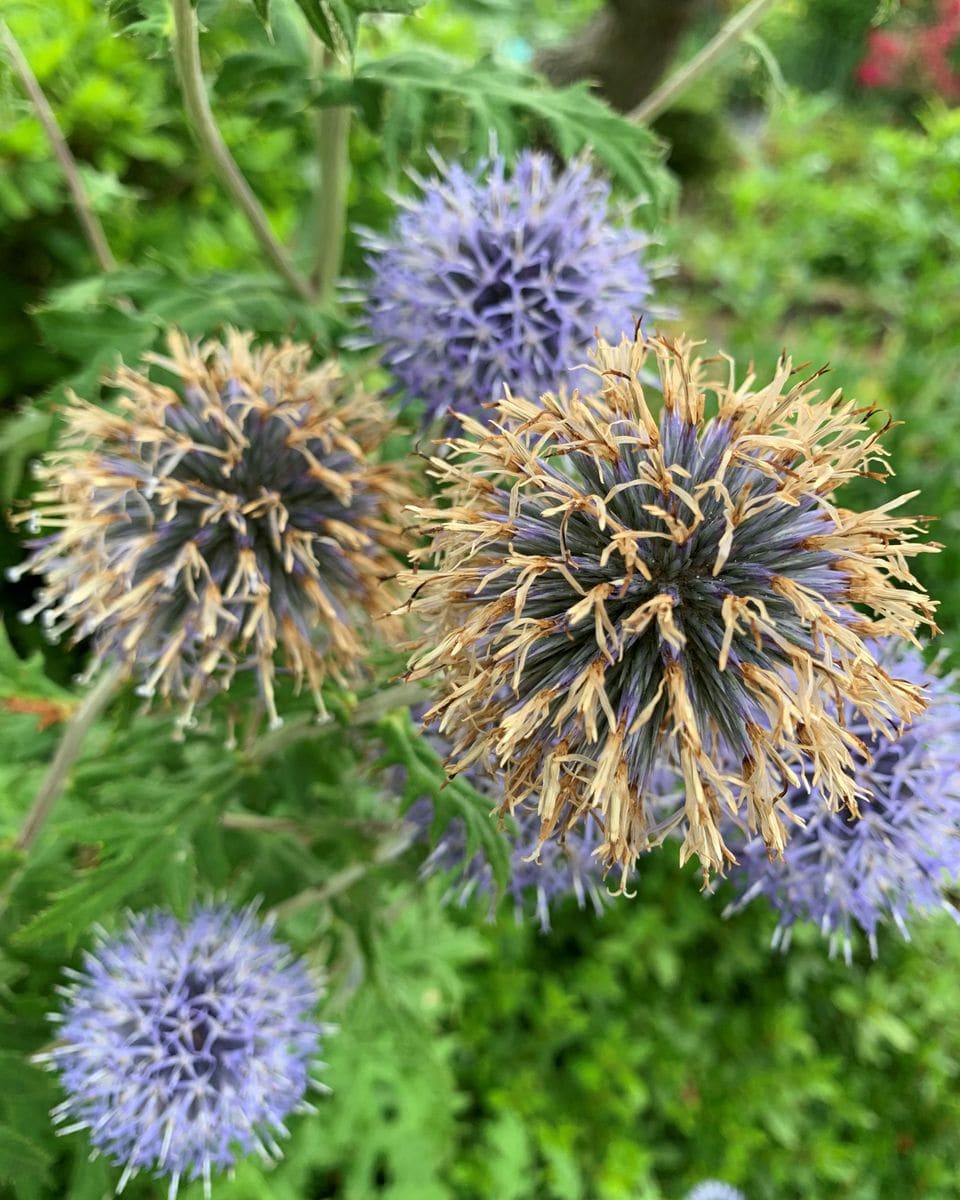 朝顔の開花と茶髪？のルリタマアザミ。