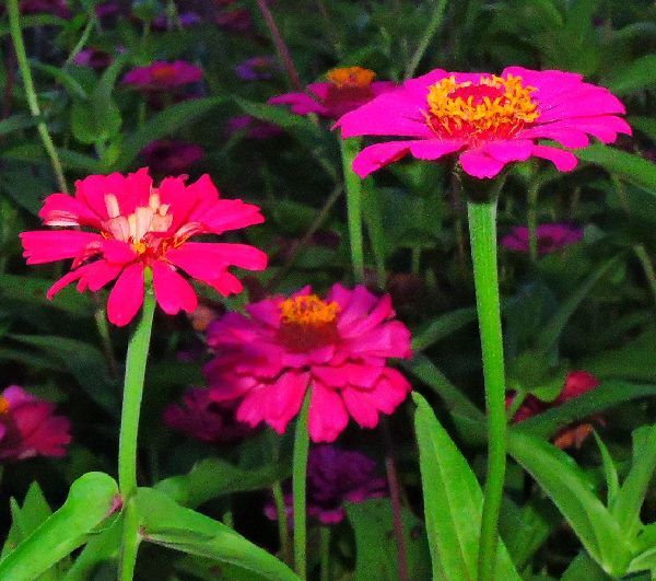 散歩道の花～百日草