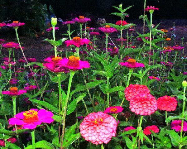 散歩道の花～百日草