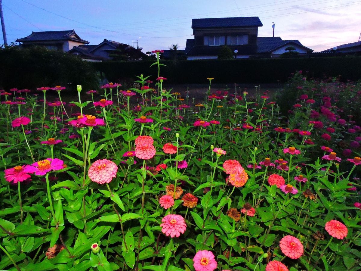 散歩道の花～百日草