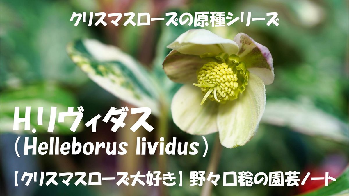 YouTube【H.リヴィダス（Helleborus lividus）】