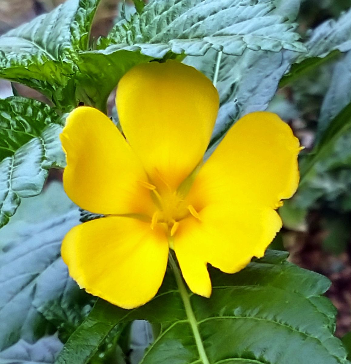 我が家の庭の花