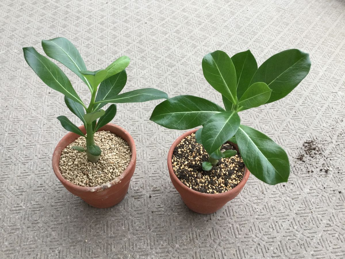 アデニウム、植え替えしました。