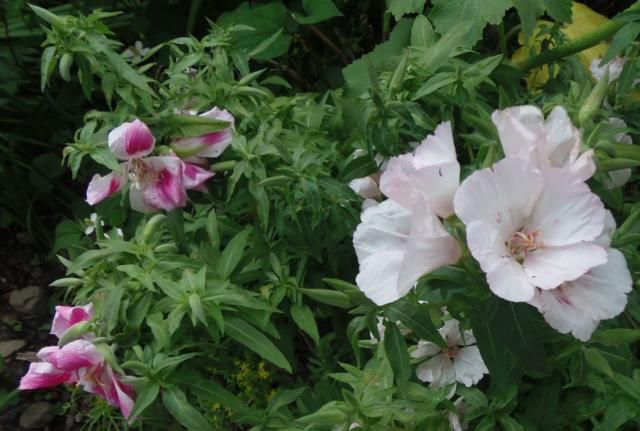 教えて花の名前。今日の庭から