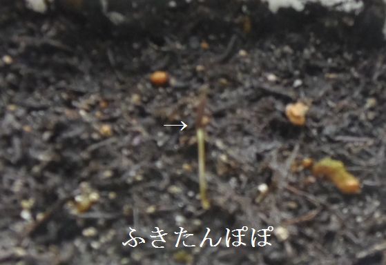 教えて花の名前。今日の庭から