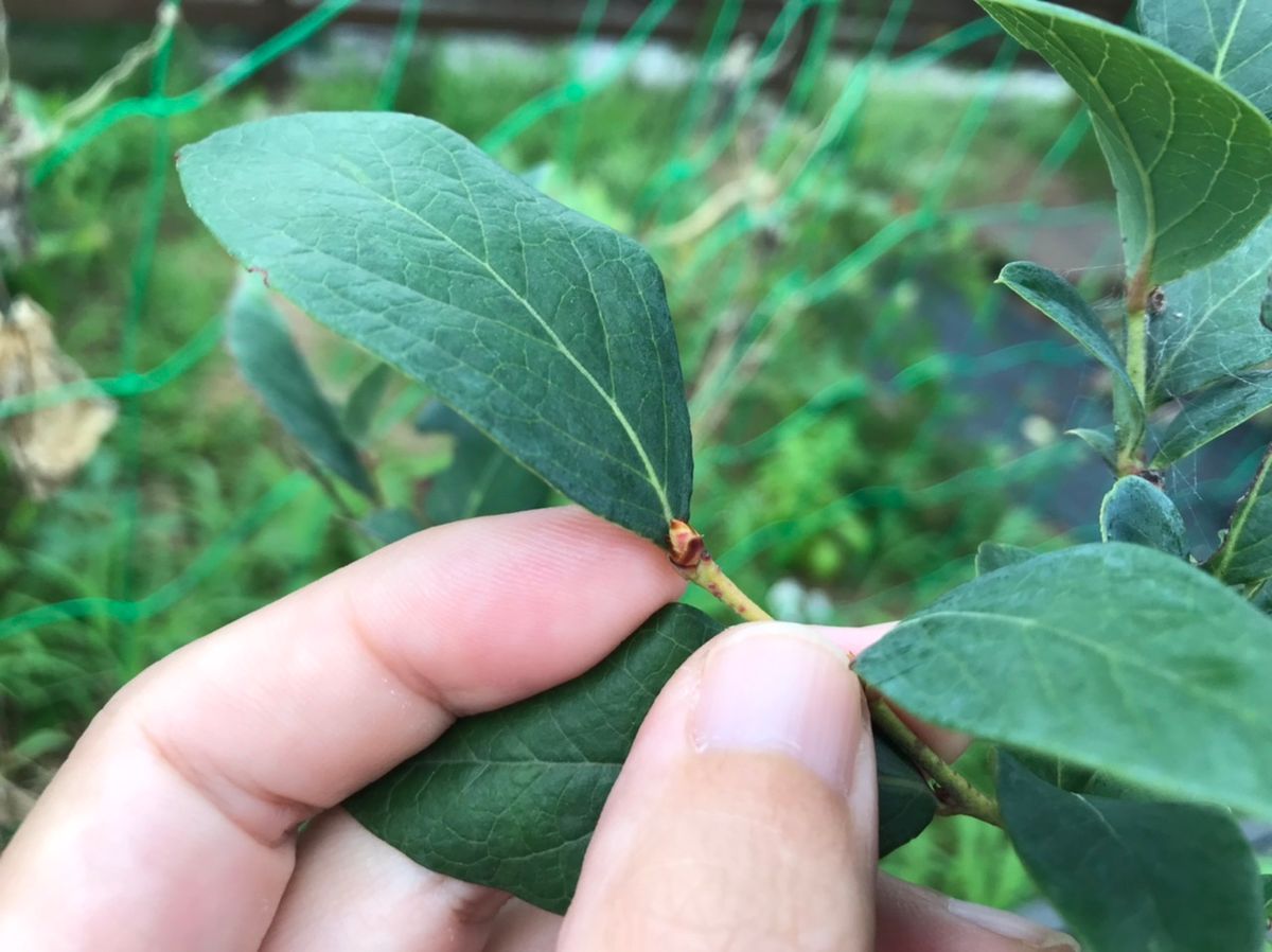 ブルーベリー　花芽何個？