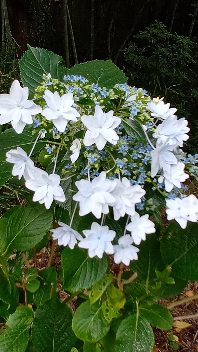 花友さんから荷物… ひょっとしてプロ？プロですよね？