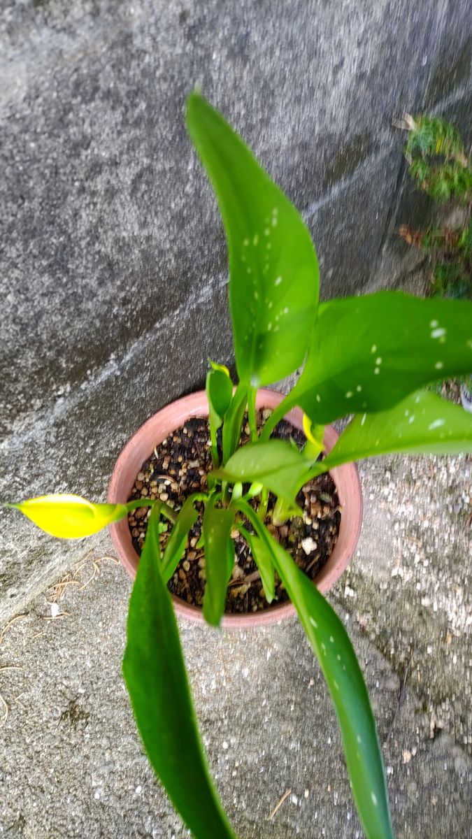 レモンの植え替え(^-^)