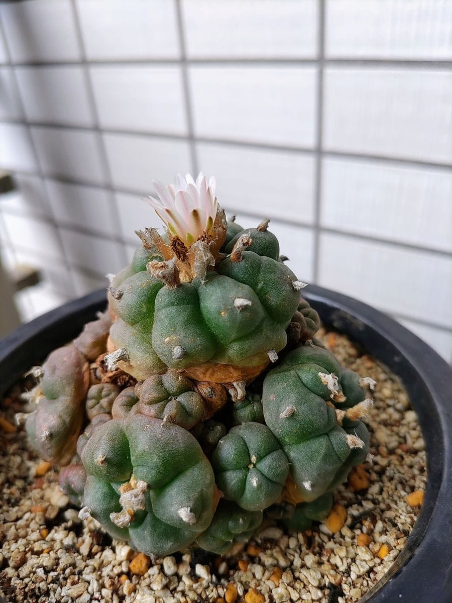 ロホホラ属翠冠玉×鳥羽玉♪の花が咲きました💠