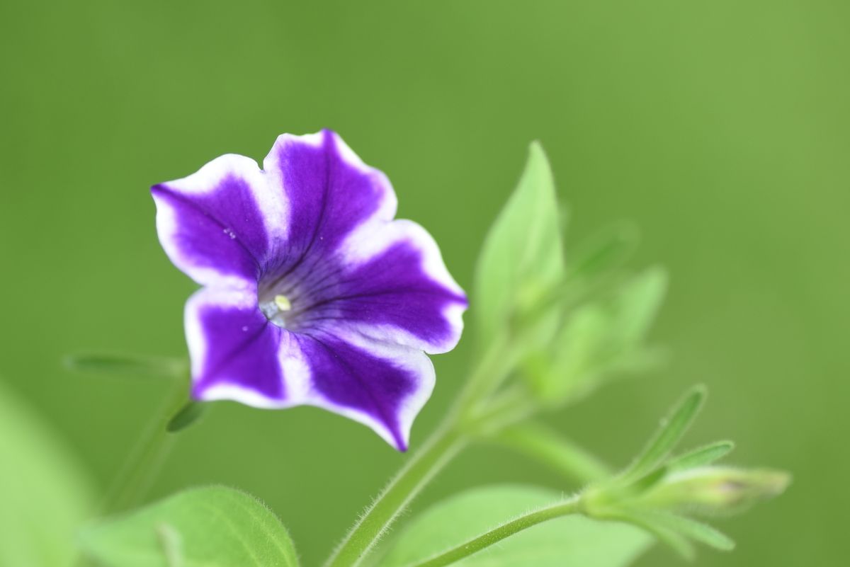 今朝のお庭から―ペチュニアたち