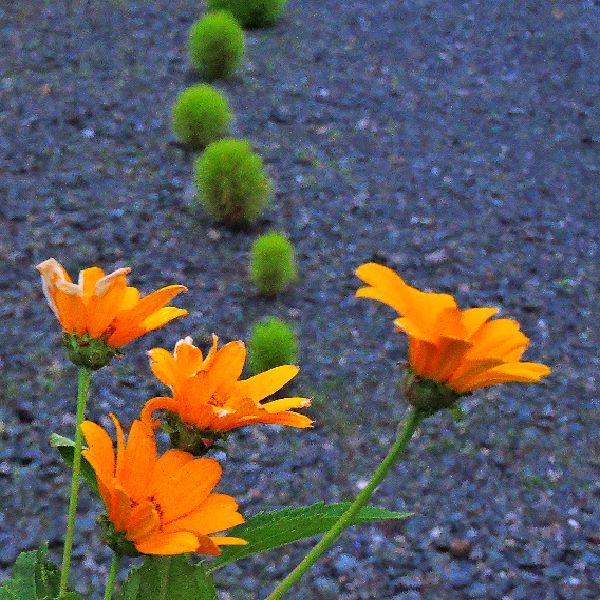 散歩道の花～コキア