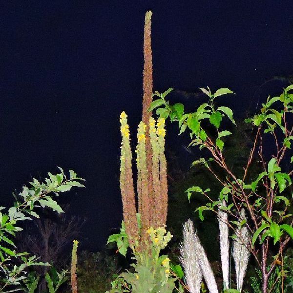 散歩道の花～夜明け前