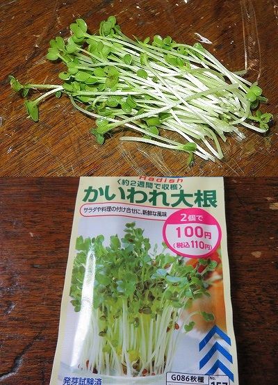 かいわれ大根・・収穫！！