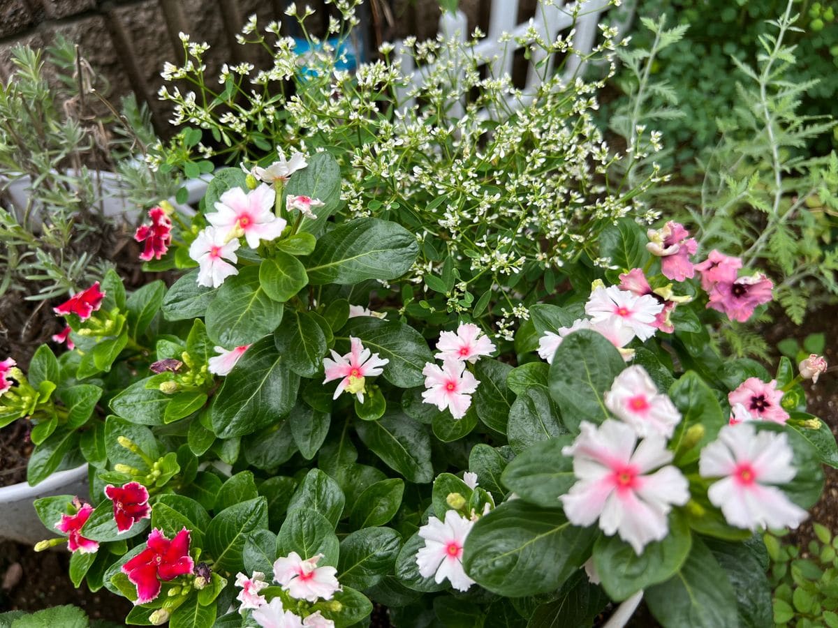 今朝も気温が低めです🥰