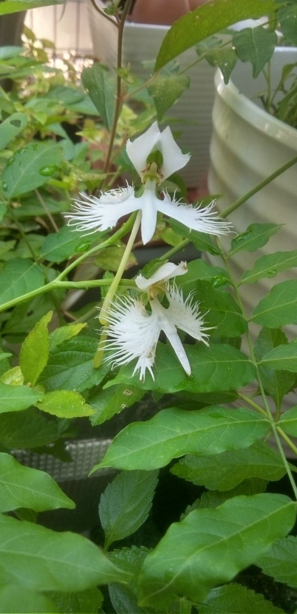 ☆平和祈念の鷺草☆