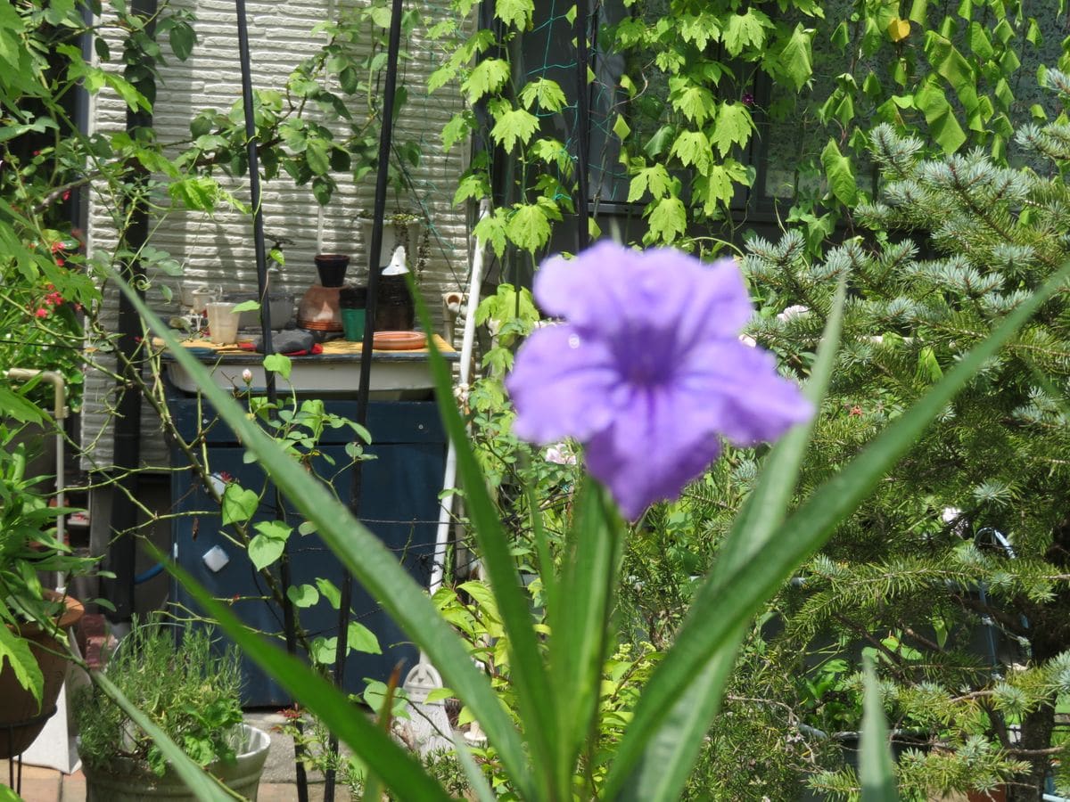 柳葉ルイハソウが開花