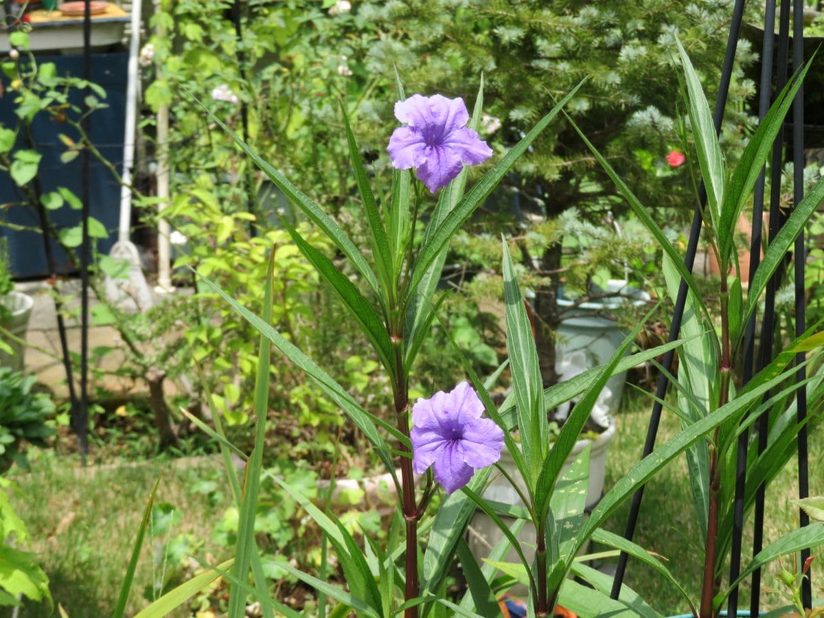 柳葉ルイハソウが開花