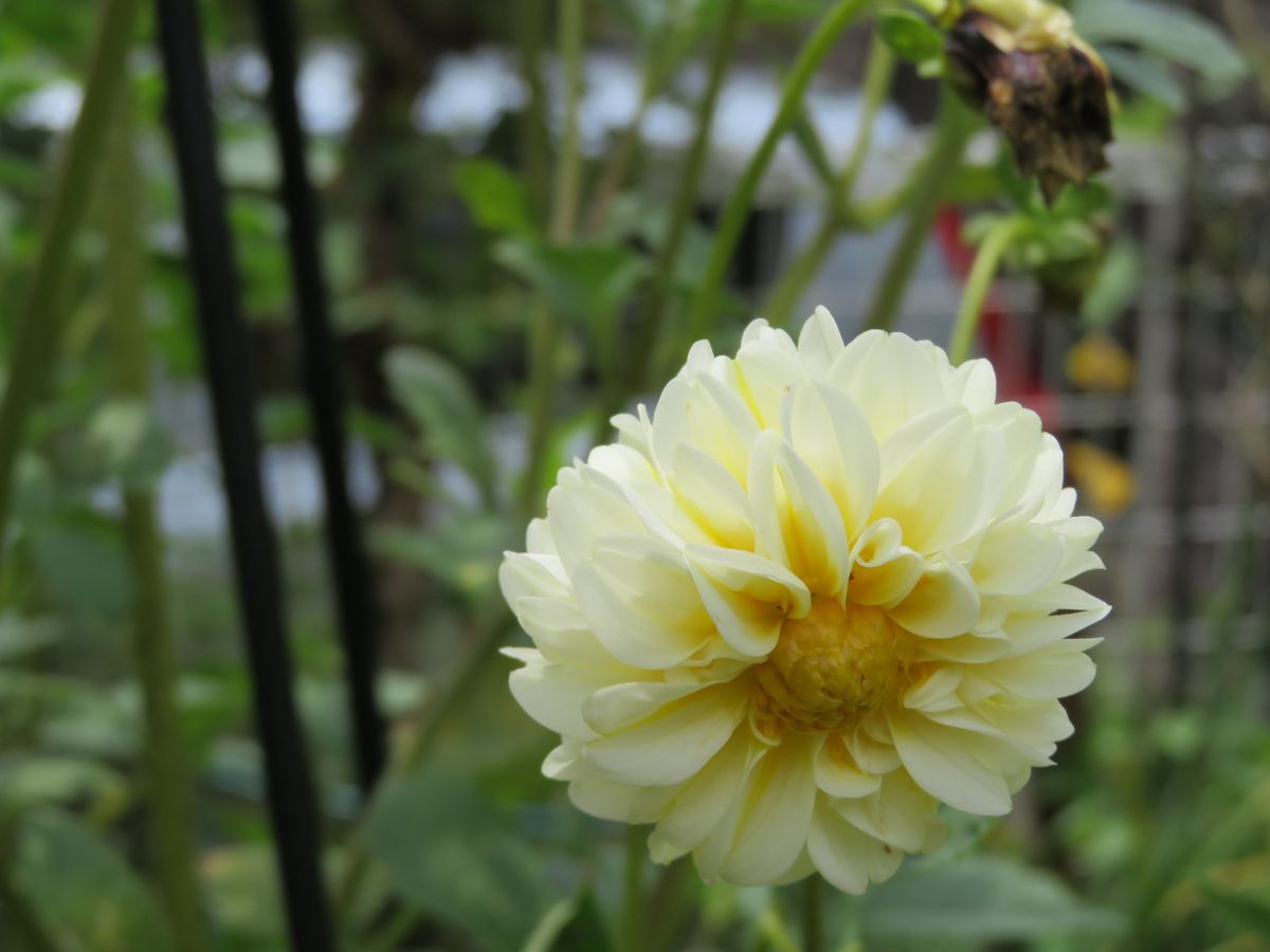 柳葉ルイハソウが開花