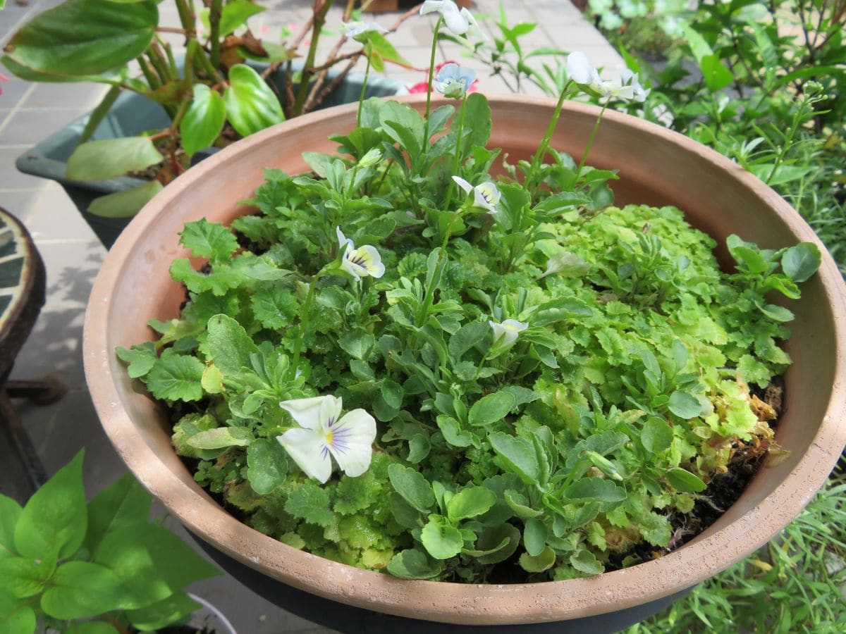 こぼれ種のビオラが早くも開花