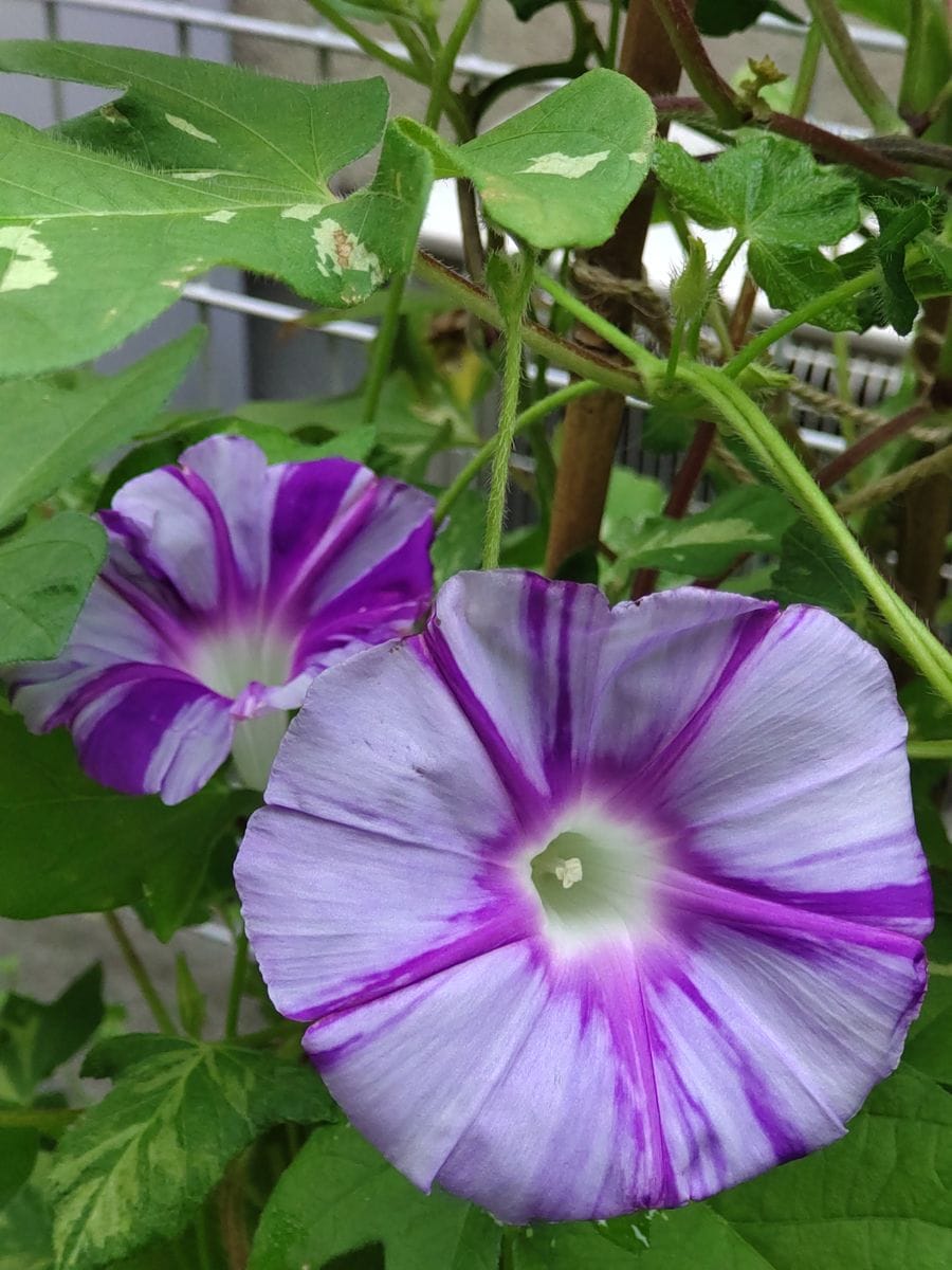 アサガオの暑さ対策＆ヒマワリ開花🌻