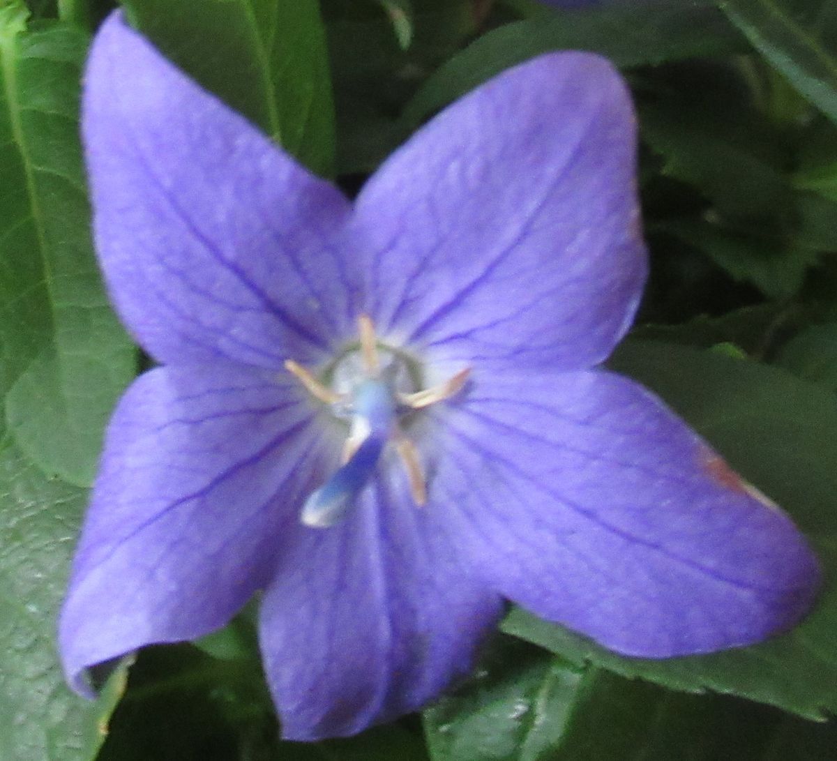 花火大会　・　今朝の顔