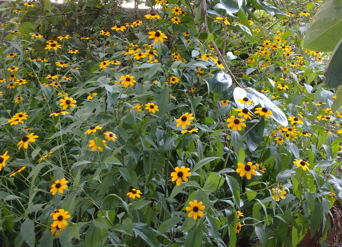 我が家の庭の花