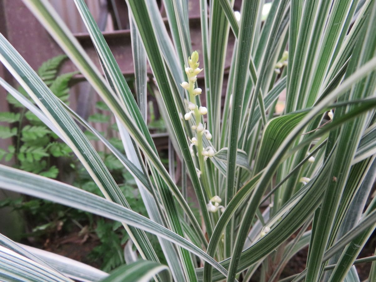 庭の植物