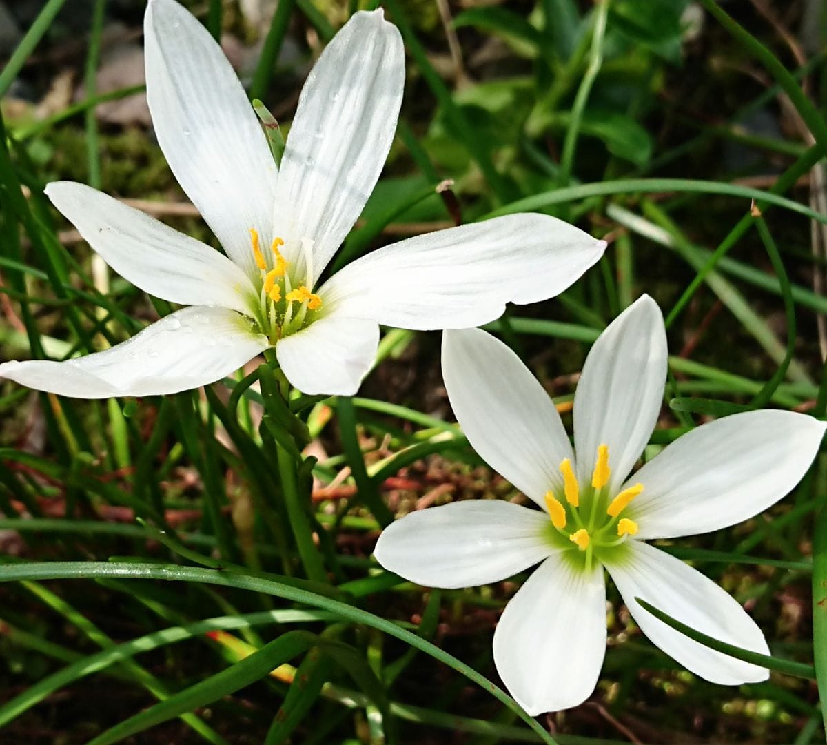 咲いてきました🌼