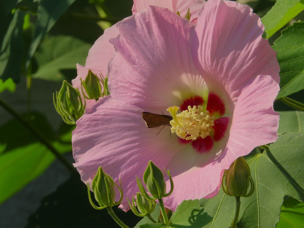 芙蓉の開花