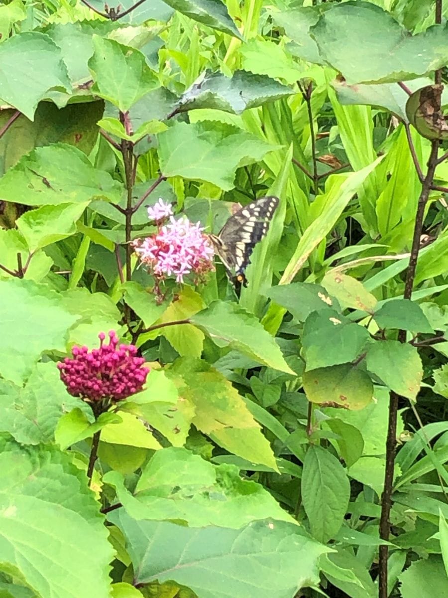 チョウの舞う楽園ロケ