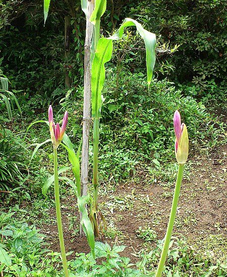 突然出て来て、今度はお花かしら？