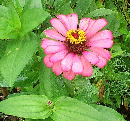 突然出て来て、今度はお花かしら？