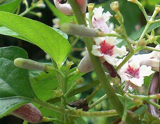 突然出て来て、今度はお花かしら？