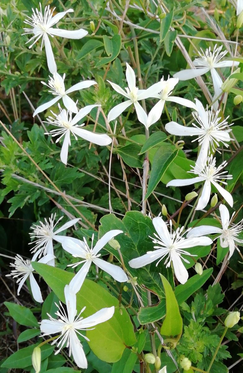 散歩道の花　センニンソウ