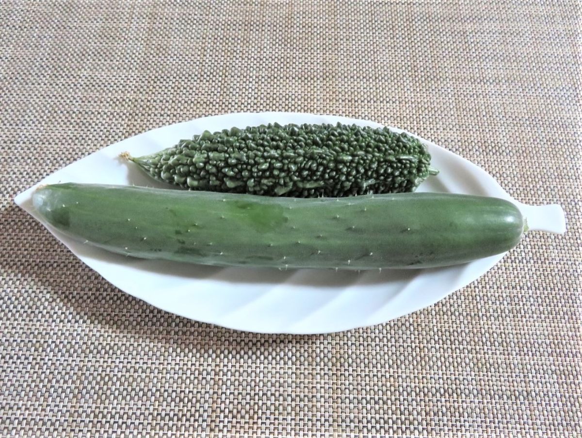 🥒キュウリ・ゴーヤーを収穫