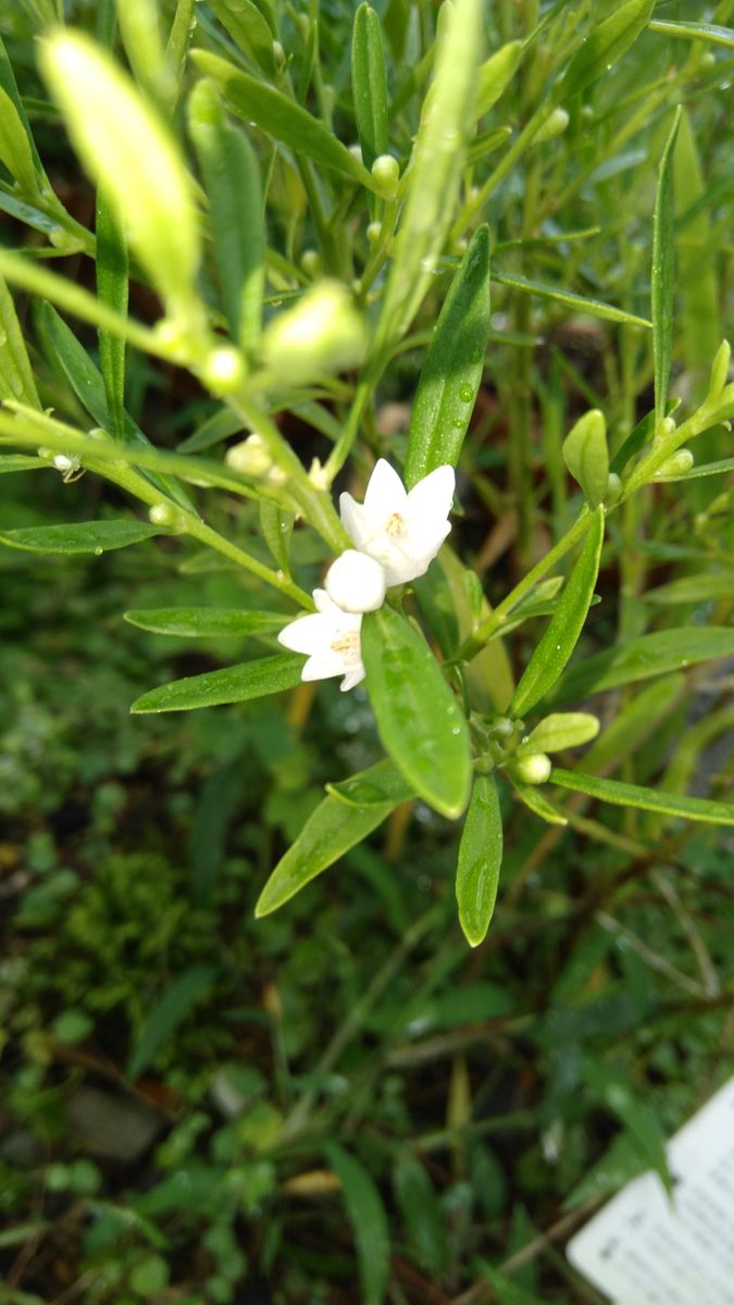 花期の分からない庭の花いろいろ