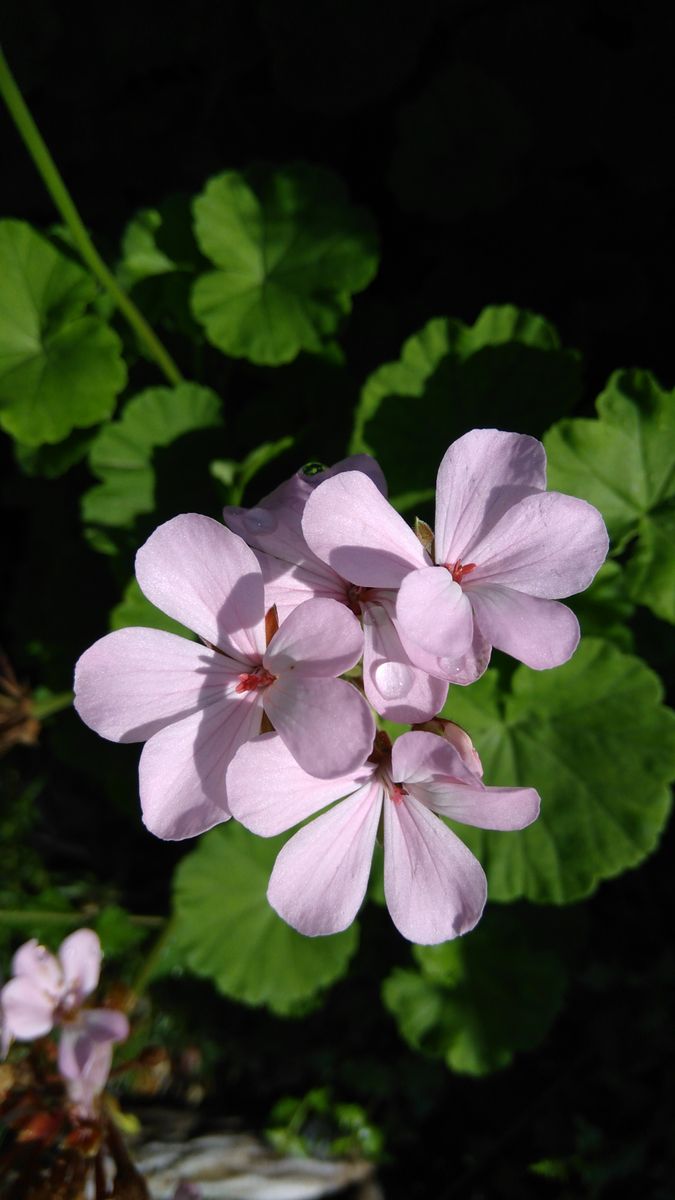 花期の分からない庭の花いろいろ