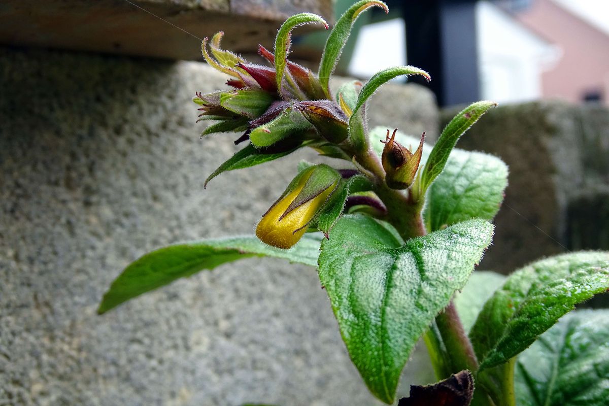 八月の蝉 そして甲虫　もちろん、山野草や変化朝顔を添えて