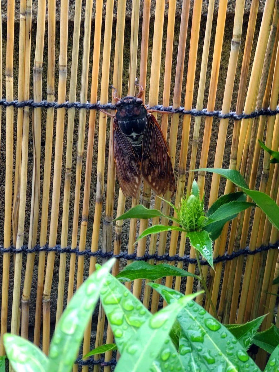 八月の蝉 そして甲虫　もちろん、山野草や変化朝顔を添えて