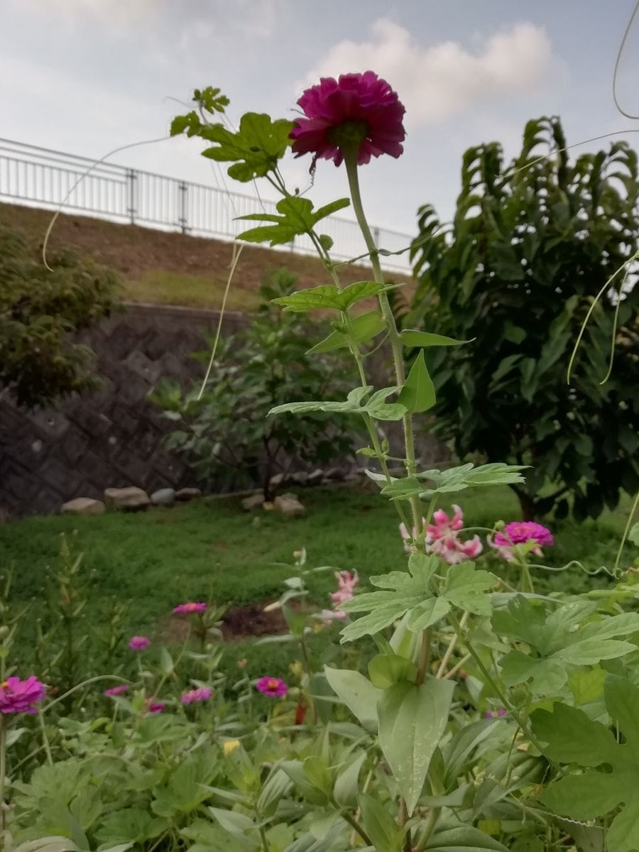 百日草🏵️とゴーヤ🍀の背比べ